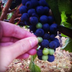 Сентябрь в винограднике