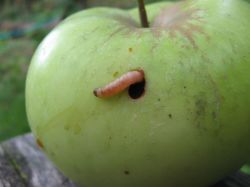 гусеница яблонной плодожорки