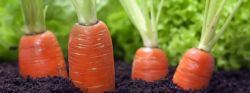 Эффективный способ посева моркови2